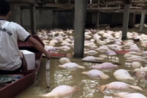 Видеошок. Тысячи свиней пытались вплавь спастись от наводнения во Вьетнаме