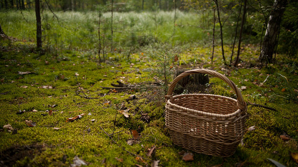 Пенсионер ушел за грибами и пропал. Фото: livejournal.com