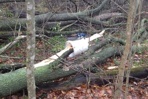 Под Киевом дерево насмерть раздавило женщину, которая собирала в лесу грибы