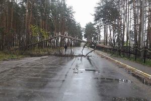 Ураган пронесся по пригороду Киева: поломаны деревья и электроопоры