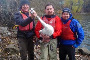 Под Киевом на озере спасли раненого лебедя