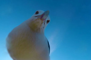 Укравшая камеру чайка сняла свой полет на видео