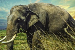 Как слоны живут без секса: забавное видео