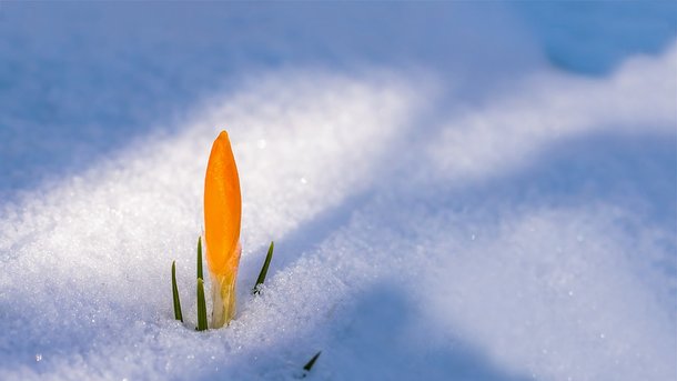 Теплая весна придет в Украину во второй половине марта. Фото: Pixabay