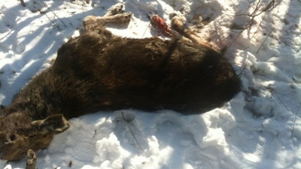 Животное истекло кровью. Фото: пресс-служба управления охотничьего и лесного хозяйства