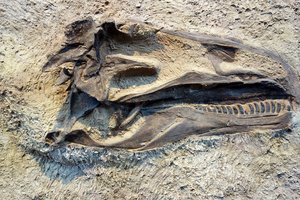 Палеонтологи наткнулись на крупнейшего в мире динозавра