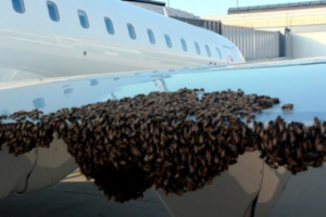 "Бандеровские" пчелы сорвали авиарейс из Москвы в оккупированный Крым