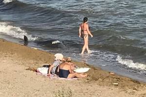 Под Одессой на берегу моря нашли мертвого дельфина