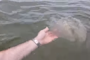 На запорожских курортах Азовского моря заметили огромных ядовитых медуз: появились фото и видео