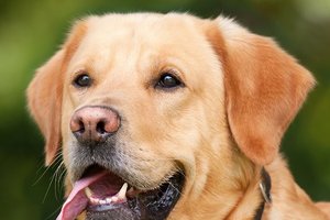 "Терапия собаками": общение с четверолапыми помогает людям адаптироваться к обществу