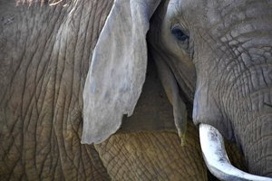 В Харьковском зоопарке отпраздновали юбилей слонихи Тэнди