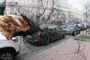 Убирать деревья и пни возле домов должны жэки – "Киевзеленстрой"