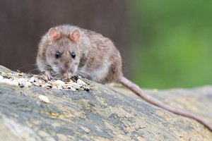 Крысы пожирают "Большое яблоко": в Нью-Йорке нашествие грызунов