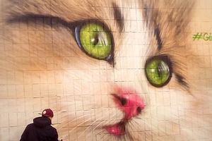 Новый мурал на Дарнице: на стене бойлерной появился замечательный котик