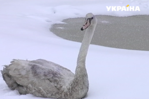 В Харькове зоозащитники спасли лебедя, вмерзшего в лед
