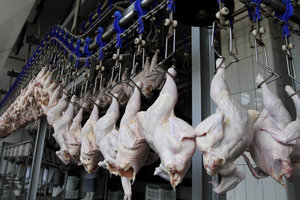 Украина заняла шестое место в мировом рейтинге экспортеров курятины
