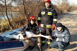 Трескучие морозы на Западной Украине: страдают лебеди и люди
