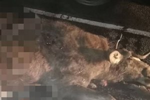 На Одесской трассе два автомобиля сбили лося, животное погибло