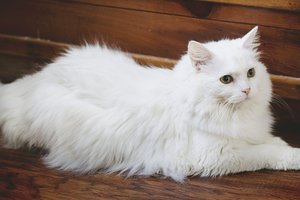 "Жидкий кот" стал хитом интернета: курьезное фото
