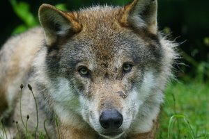 В Запорожской области волк напал на селян