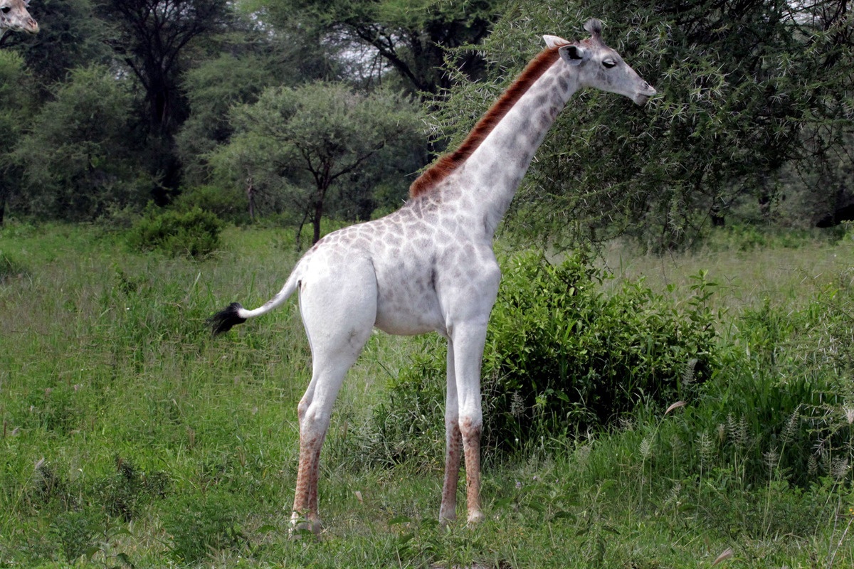 giraffe-2