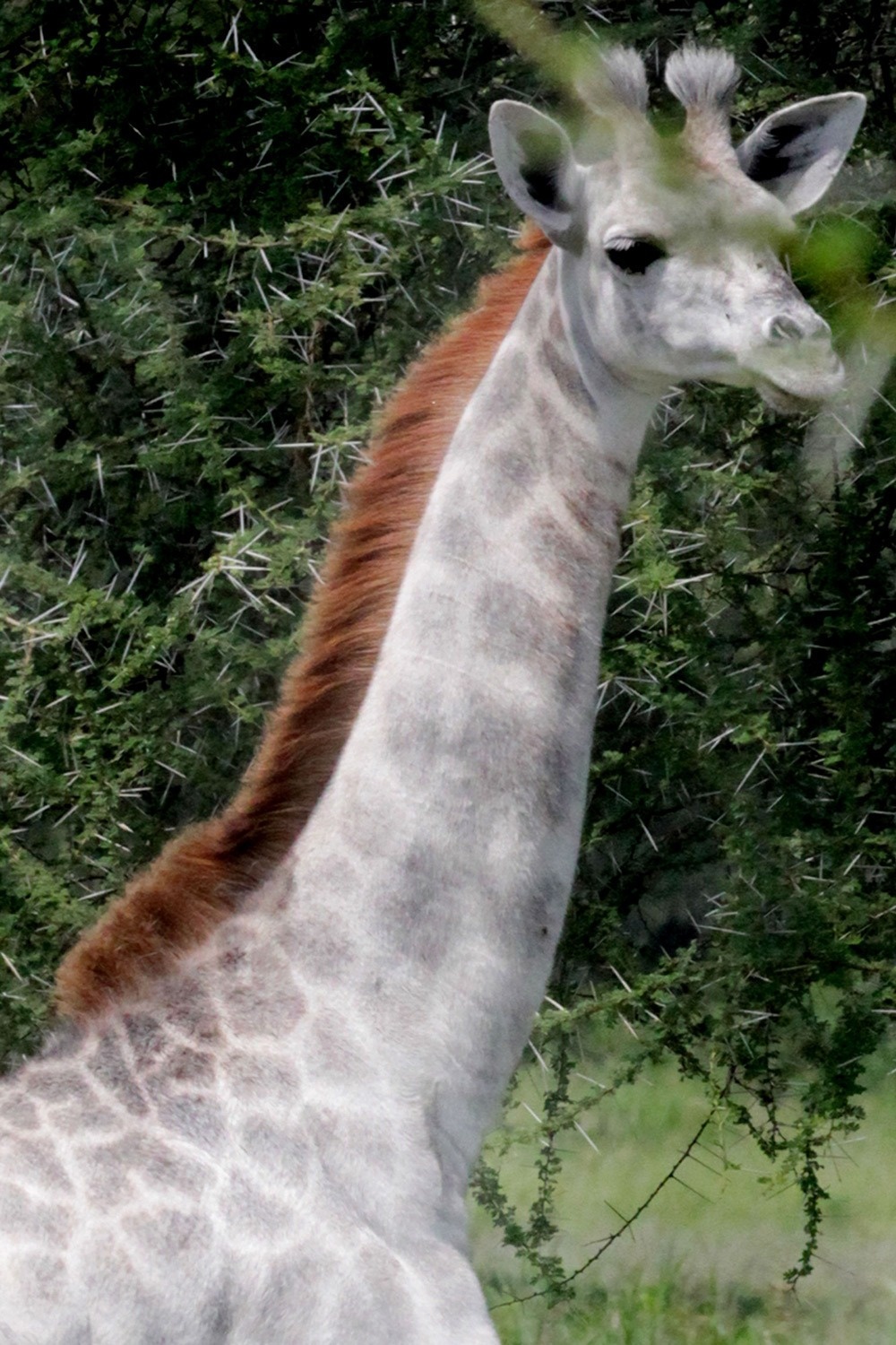 giraffe-3