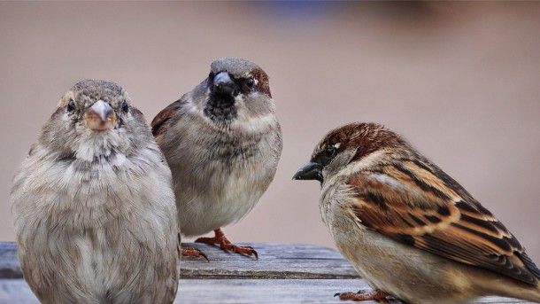 sparrows-2763083_960_720