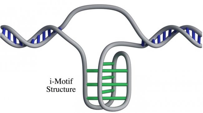 019-dna-i-motif-structure-living-cells-1
