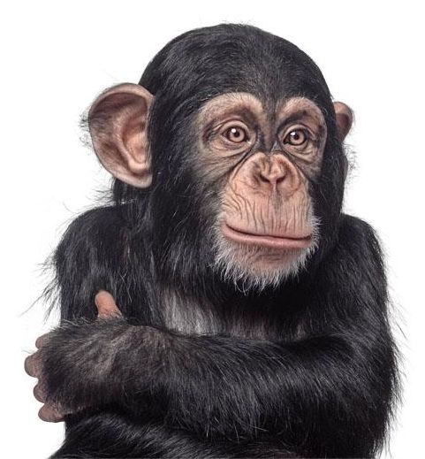chimp-jr_1__