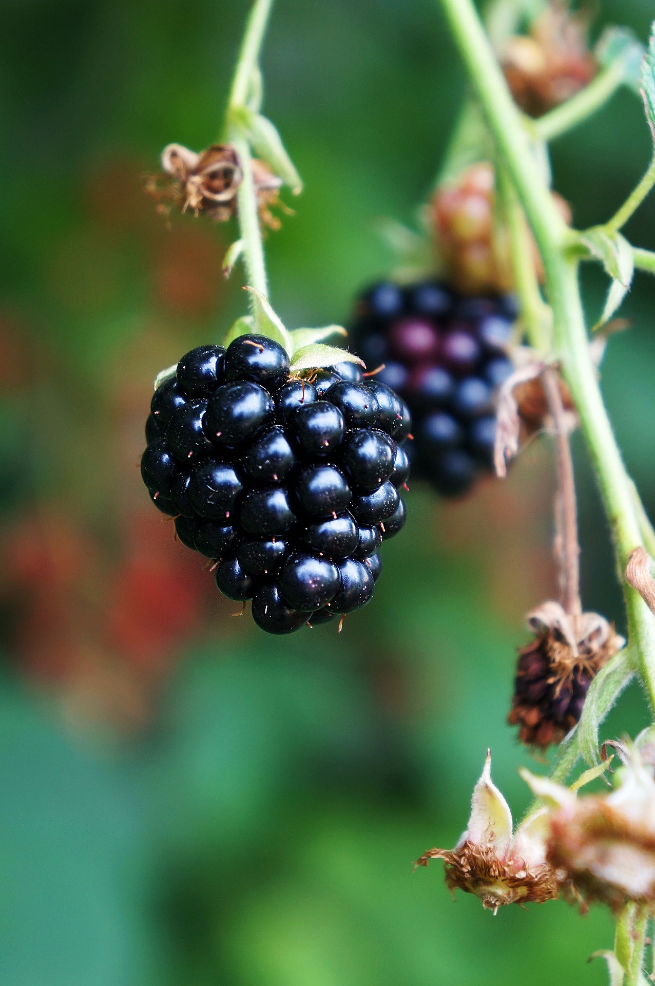 blackberry-898617_1920