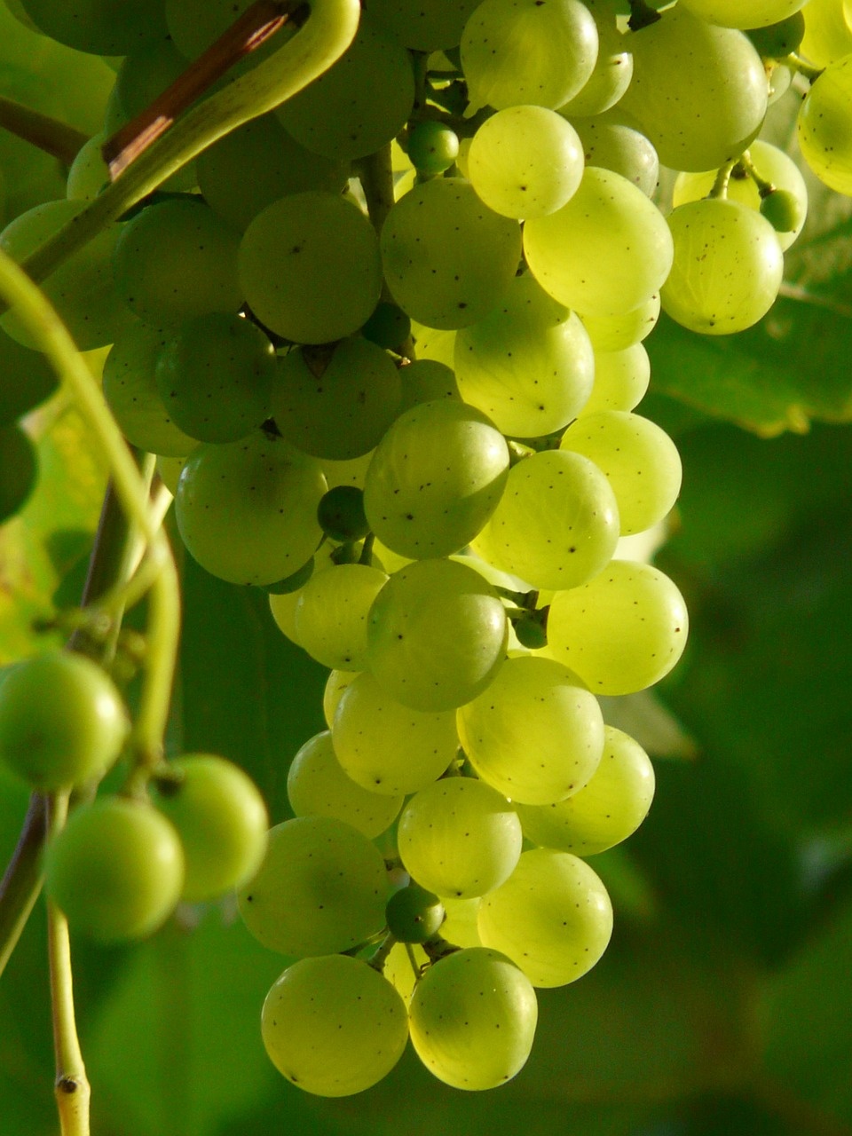 Как ускорить созревание фруктов и винограда, не дожидаясь холодов