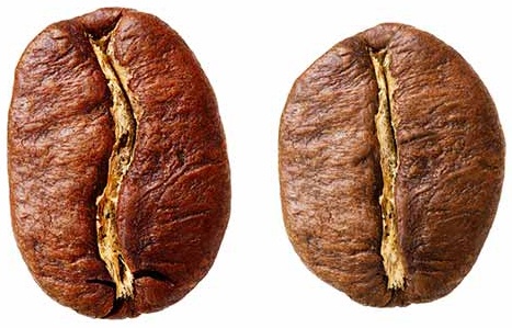 robusta-and-arabica-bean