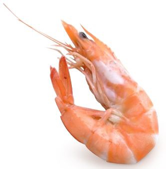 shrimp_1__