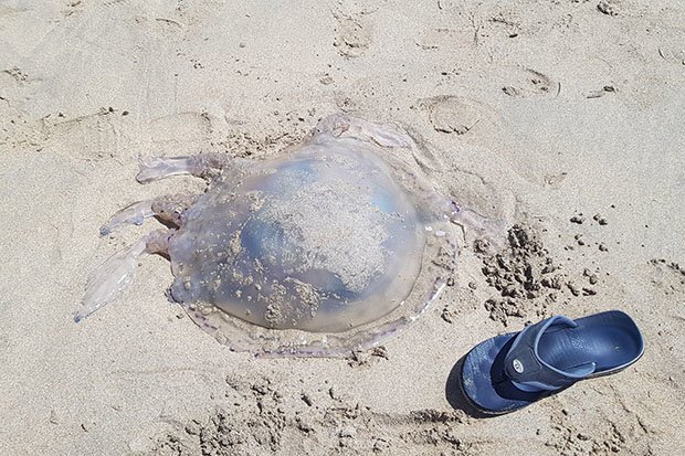 jellyfish-uk-beach-cornwall-1397646