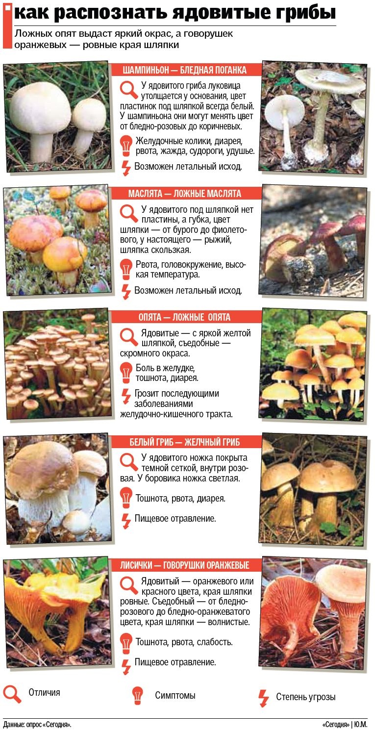 Как распознать ядовитые грибы: опасны двойники и те, что растут у дорог -  Новости Одессы | Сегодня