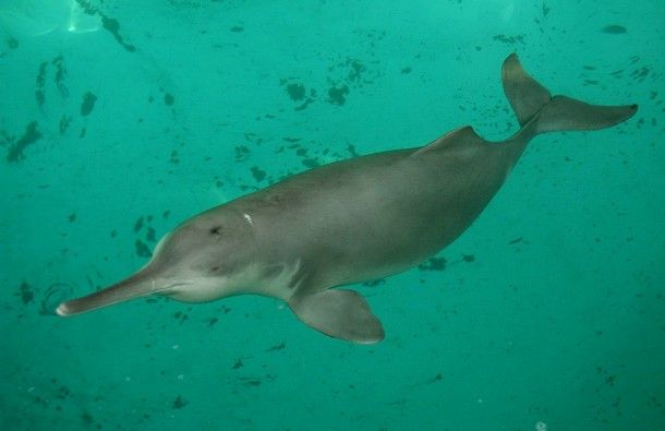 yangtze-river-dolphin