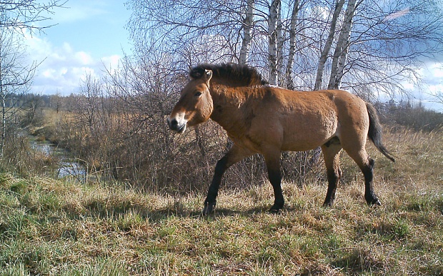chernobyl-horse_3464431b