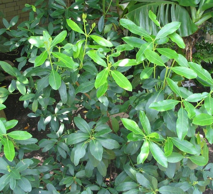 acokanthera_oblongifolia_-_poison_arrow_plant_-_from-dc1