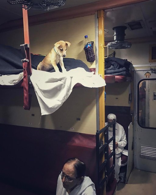 Забавный пес-путешественник прославился в соцсетях. ФОТО