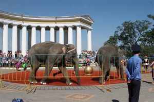 Цирк. На слонов мэр и министр не обратили внимания, фото А. Лесик