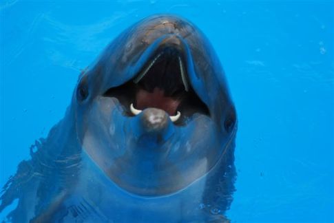 Одесский дельфинарий, фото А. Левицкий