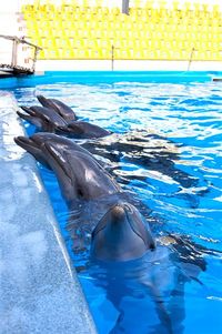В бассейне. Поплавать с дельфинами не только приятно, но и полезно, фото А. Левицкий